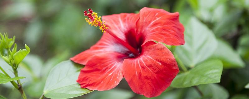 扶桑花的花语，寓意体贴、新鲜的恋情等