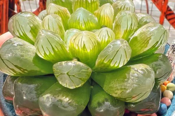 多肉十二卷怎么养殖，生长季节每个月要追一次肥