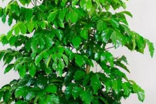 幸福树叶子一碰就掉怎么办，需及时遮荫挡光、适当浇水等