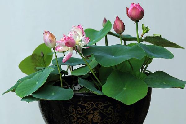 荷花盆栽种植方法，常用种子繁殖的方法