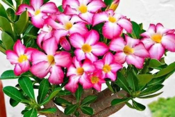 沙漠玫瑰烂叶子的原因，虫害、肥害、盆土积水等均会导致