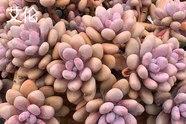 艾伦和姬秋丽如何区分，可以从茎部、叶片和植株颜色来区分