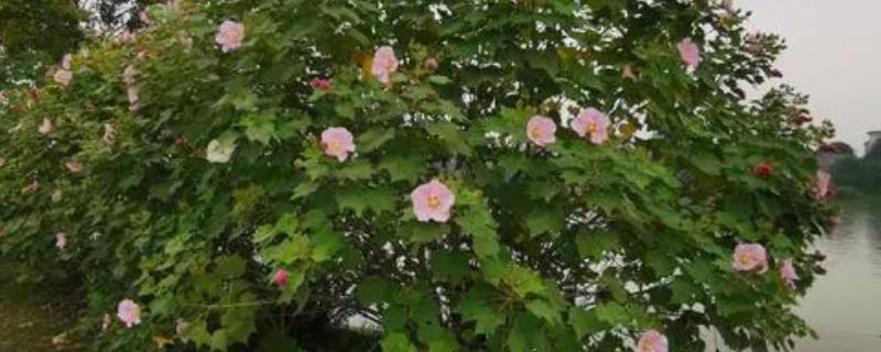 木芙蓉花能嫁接繁殖吗，可以通过嫁接繁殖