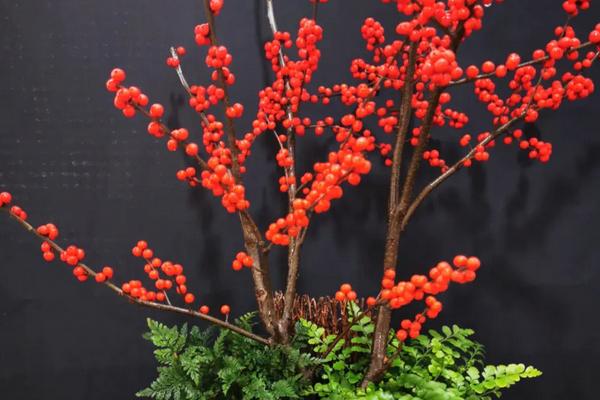 冬青有什么花语，生命、坚韧、朴素是它的花语