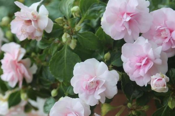 水梅花掉骨朵的原因，可能是低温、少光、积水等原因所导致