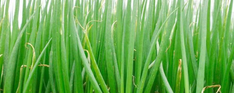 小葱干尖怎样管理，要及时浇水和追肥