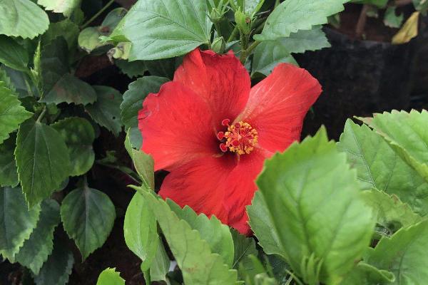株瑾花怎么修剪，每年换盆的时候需修剪根系