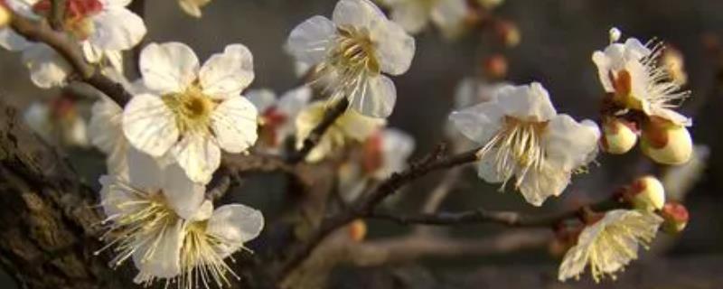 白梅花是什么花，也叫绿萼梅