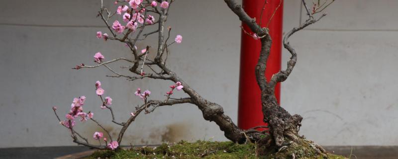 梅花的开花时间，花期为2-3月份