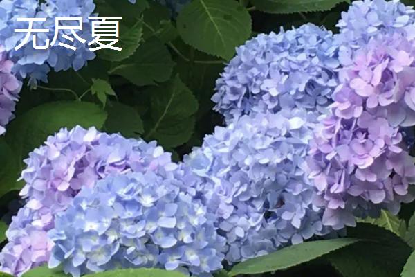 绣球花有毒吗，全株有毒切勿随意触碰