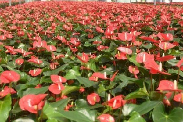 红掌夏季养护注意事项，夏季要转移到通风阴凉处养护