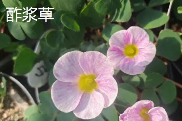 酢浆草是三叶草吗，二者品种不同