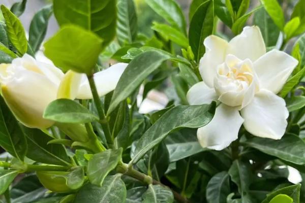 哪些花卉最香，栀子花、丁香花、兰花等都特别香