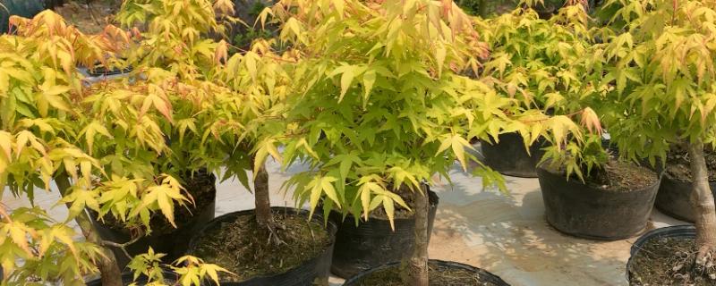 黄金枫叶子不黄的原因，可能是季节没到