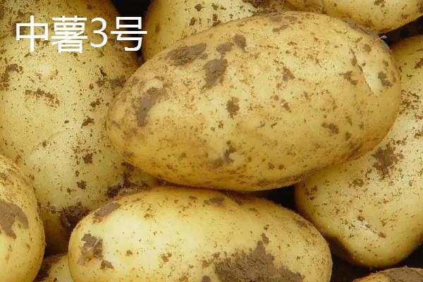 土豆品种介绍，不同品种的生育期不同