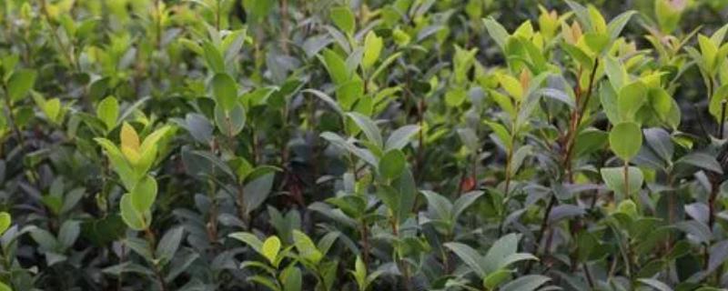 哪里可以购买油茶树苗，各地的苗木市场一般均有售卖