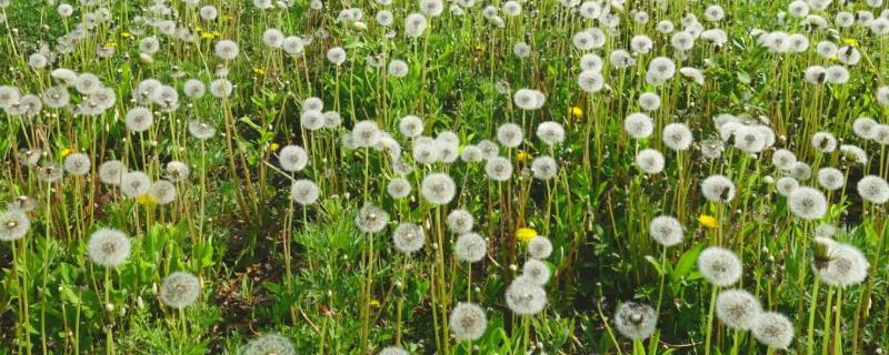 蒲公英的生长过程，一般在夏季结籽