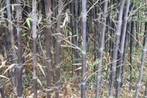 紫竹的寓意，寓意高洁、坚强、虚怀有节等