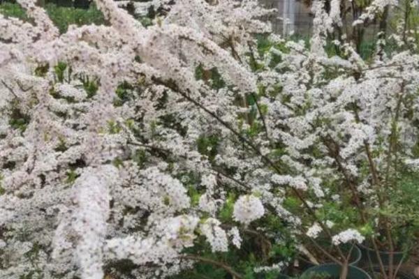喷雪花的养殖方法，适合在温暖、湿润和通风良好的环境下生长