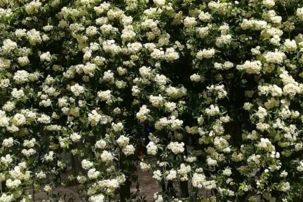十里香花能在家里养吗，能在家里向阳处养殖
