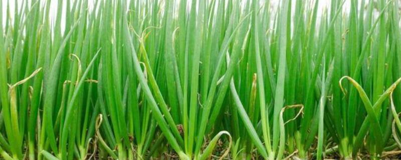 小葱是拔下来还是割下来，用割的方法采收能让其再生