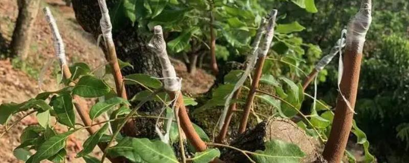 龙眼树的嫁接技术，选择生长十年以上的植株