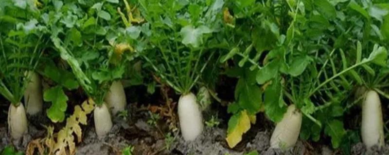 九月份种萝卜晚不晚，9月适合种萝卜