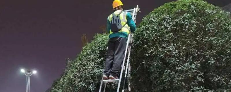 3米多高的桂花树如何短截，使用短截延长枝的方式进行修剪