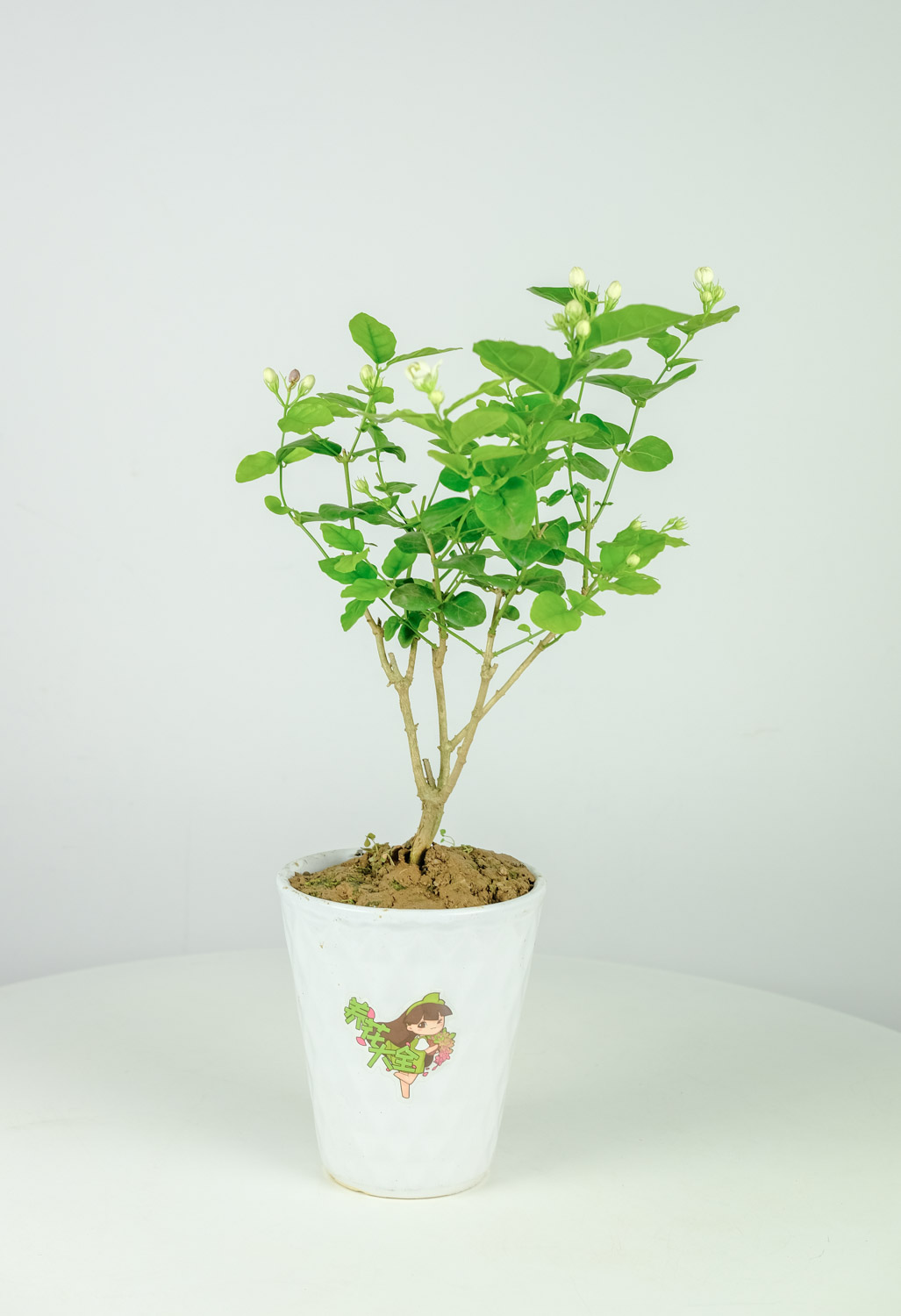 茉莉花花期如何管理 茉莉花什么时候开花