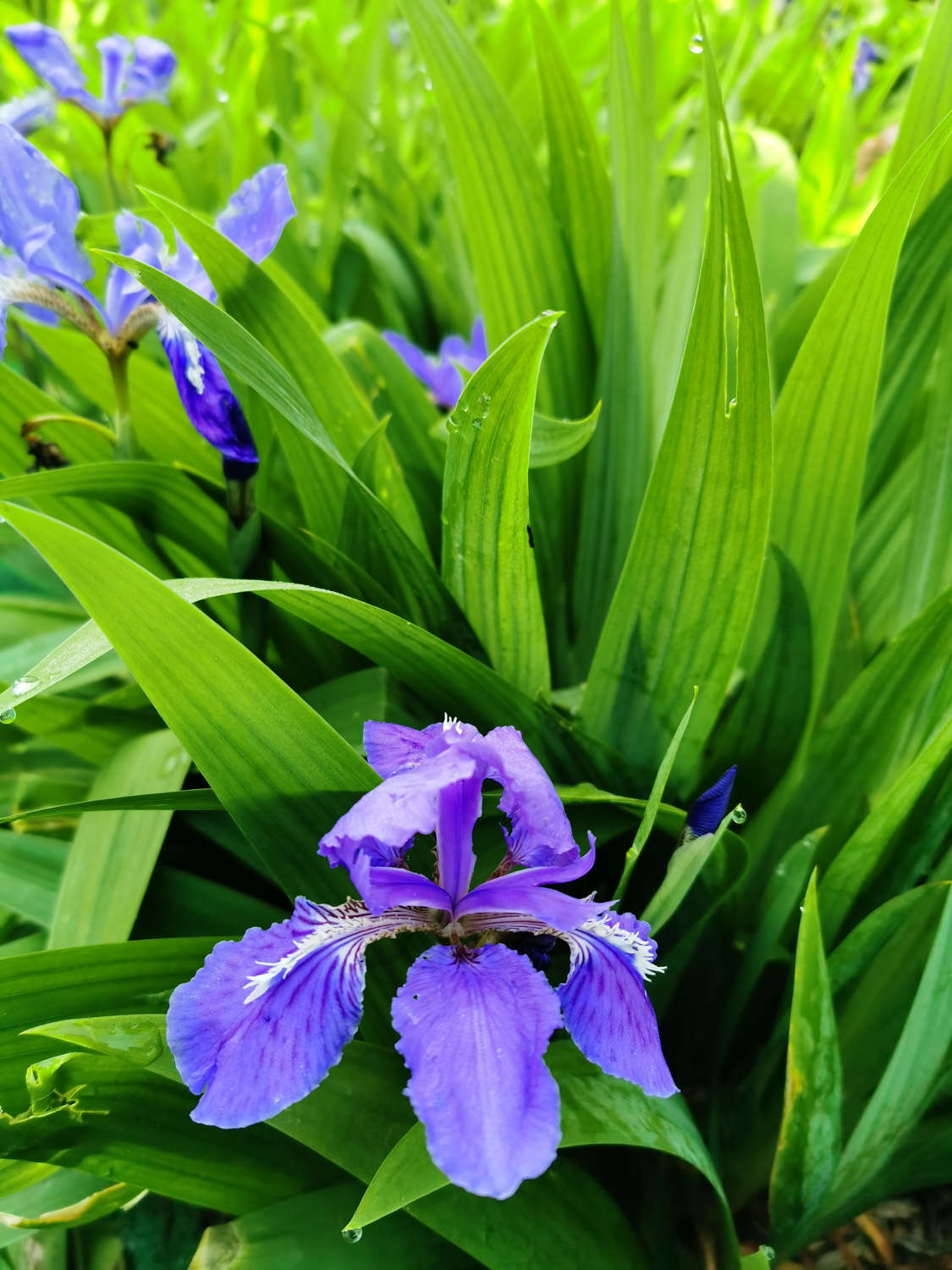 鸢尾花什么时候开 花期怎么养护