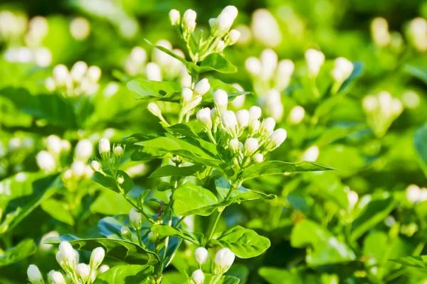 茉莉花怎么养，每天可保持8-10个小时阳光照射