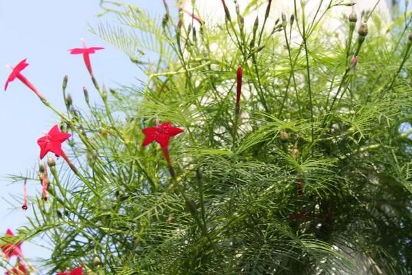 茑萝花几月份种植，3-5月播种最为适宜