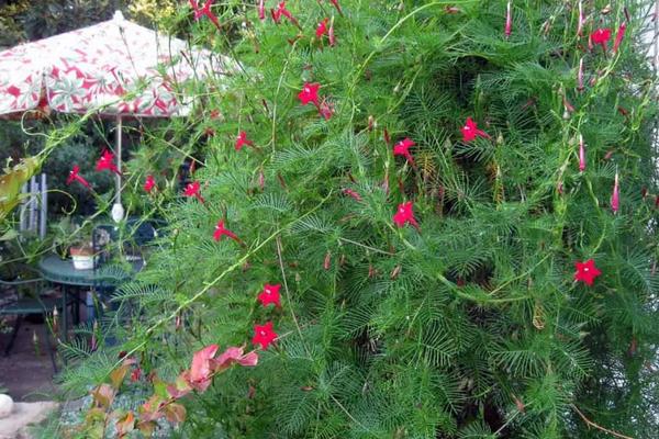 茑萝花几月份种植，3-5月播种最为适宜