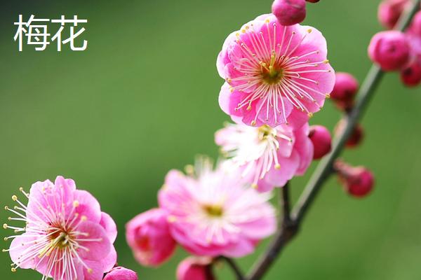 梅花与桃花的区别，花期、花色和高度均不同