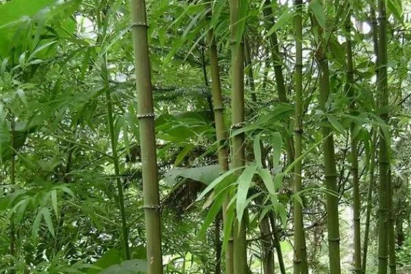 栽竹子怎样成活率高，一定要保护好根系