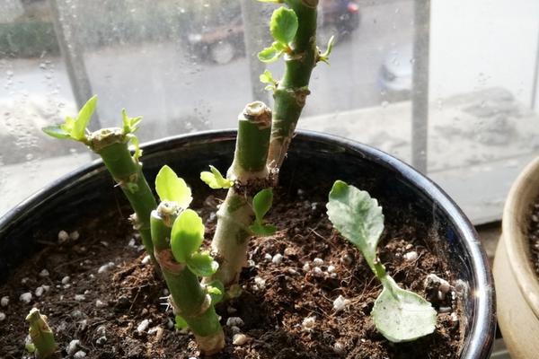 长寿花留老桩怎么修剪，需要每隔1-2年更换一次盆土