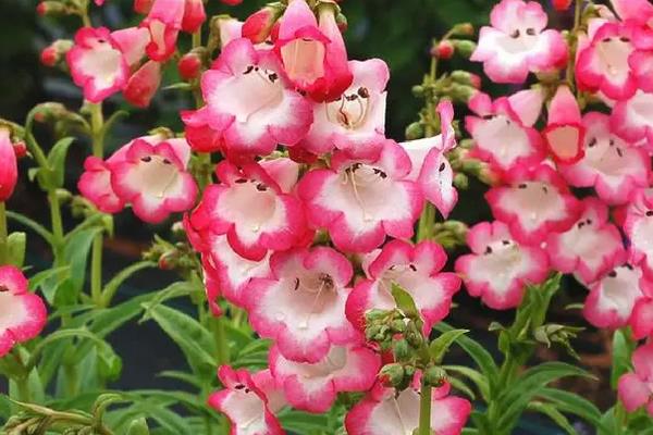 钓钟柳的花语，寓意快乐、浪漫等