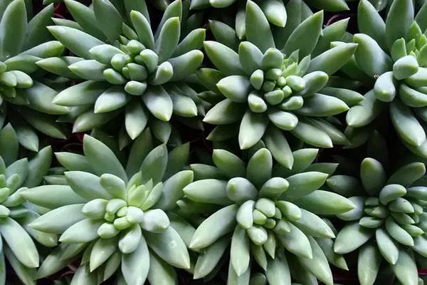 无毒多肉植物品种介绍，常见的有乙女心、玉珠莲、小蓝衣等