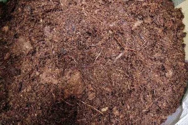 无毒多肉植物品种介绍，常见的有乙女心、玉珠莲、小蓝衣等