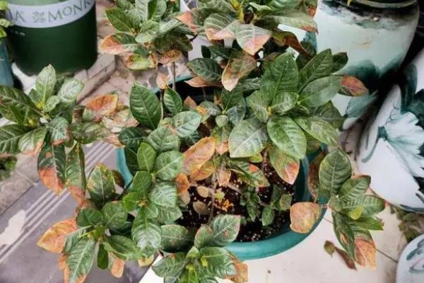 结香花叶子发黄怎么办，可增加光照时间、合理修剪和正确施肥