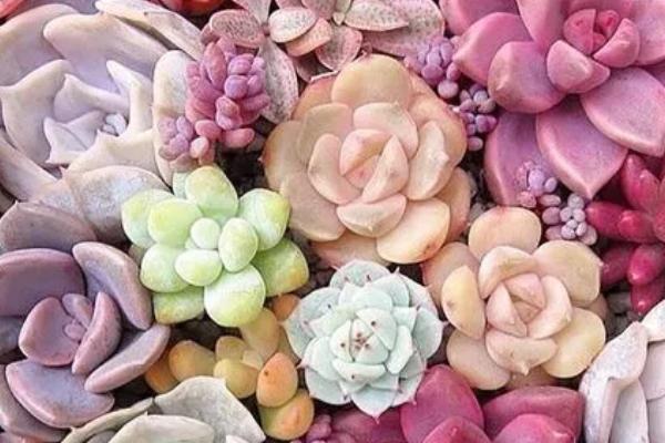 多肉为什么突然掉健康的叶子，可能是新陈代谢或温度骤变等