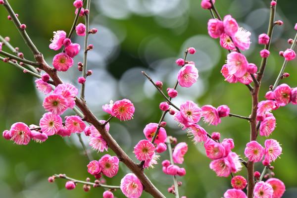 红梅花花期多长时间，花期只有一个月