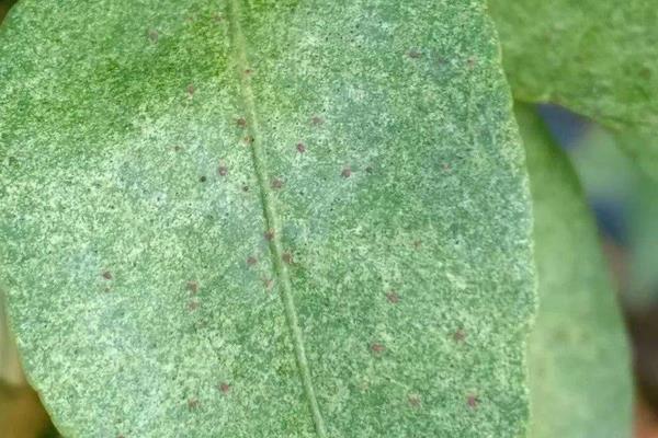 杀红蜘蛛用什么药，建议使用三氯杀螨醇、双甲脒等