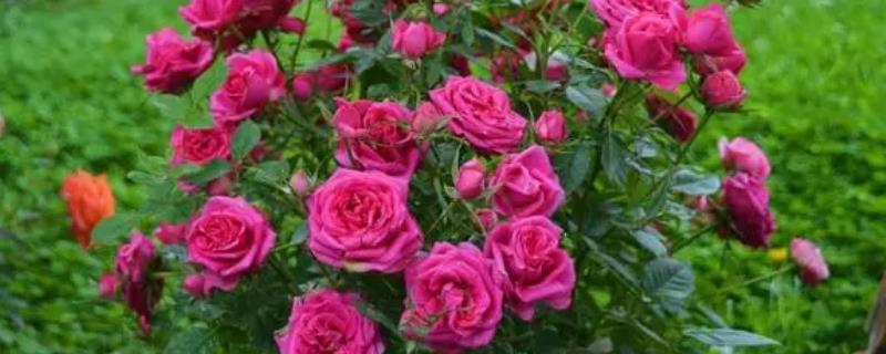 常见的花有哪些，有梅花、牡丹、菊花等
