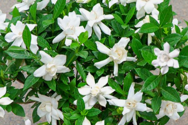 栀子花叶子边缘干枯且发黑怎么办，需保证温暖并减少浇水等