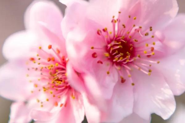 春天有什么花开，常见的有梨花、桃花、迎春花等