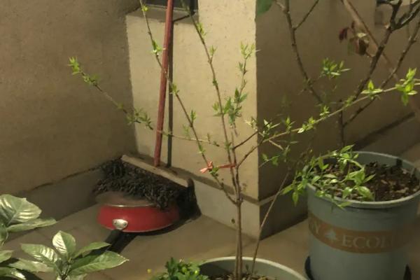 剪下的腊梅花如何养殖，扦插是最合适的方式