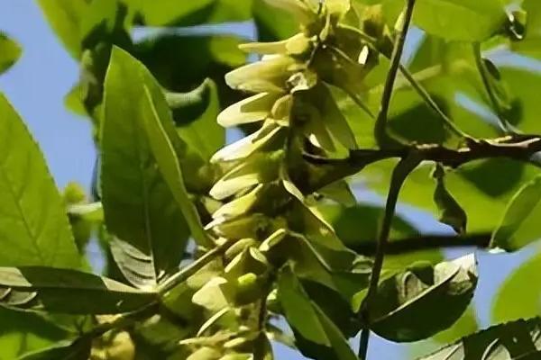 有哪些植物是黄色叶子，有银杏、梧桐、榆树等