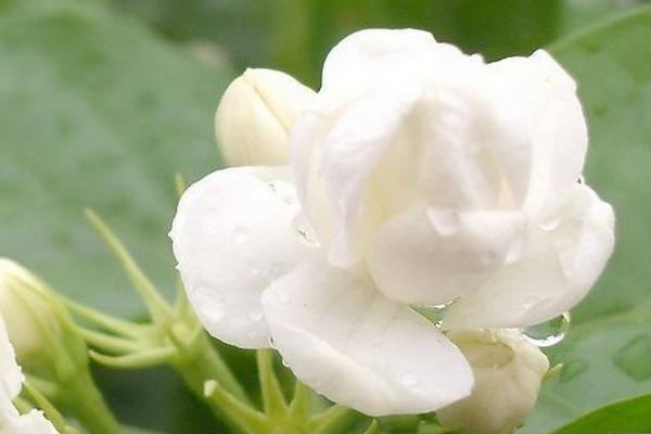 夏天茉莉花的养殖方法，需为其补充足够的养分