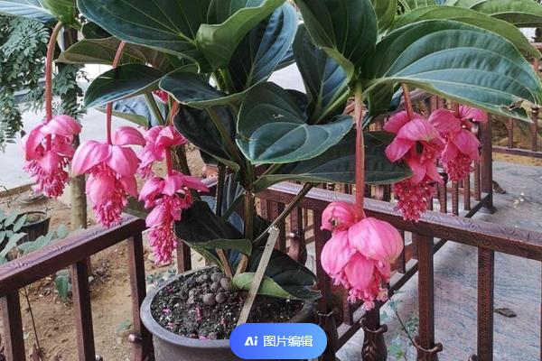 宝莲灯花用什么土养好，用腐叶土或泥炭土养殖好